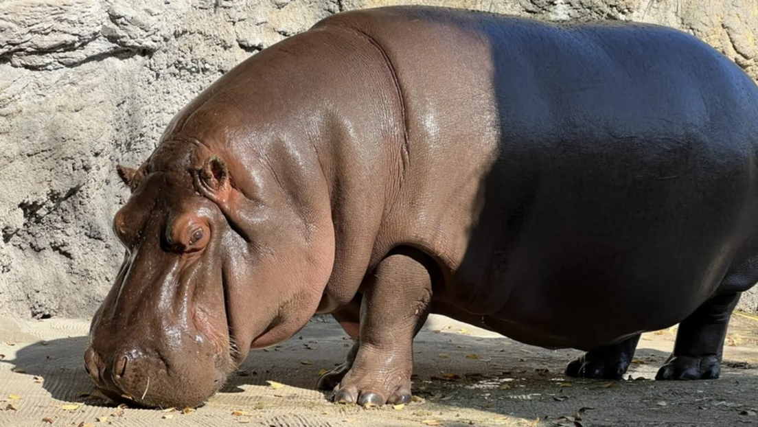 12 años de vida en el engaño: descubren que un "guapo" hipopótamo es hembra y no macho