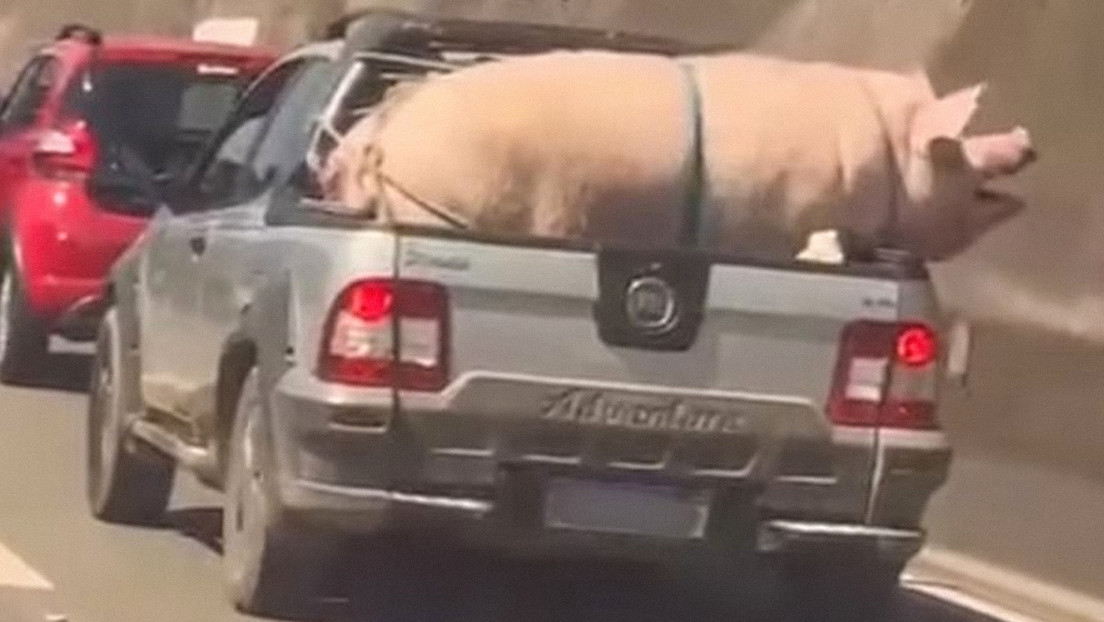 VIDEO: Enorme cerdo salta y casi escapa de una camioneta en plena marcha