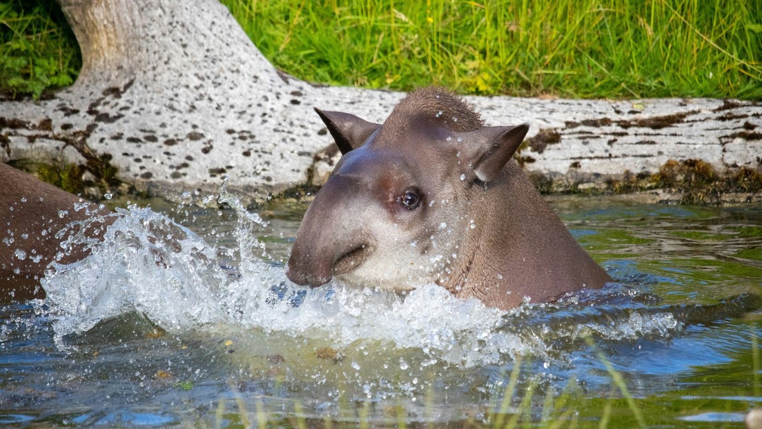 VIDEO: Un tapir guatemalteco se refresca en la reserva Laguna del Tigre