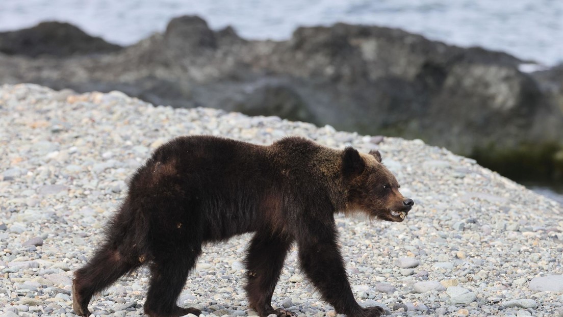 Un moderno plan de Japón para contrarrestar el número récord de ataques de osos