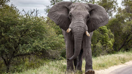 El momento del ataque de un elefante contra turistas en un safari (VIDEO)