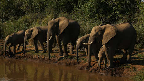 Botsuana amenaza con enviar 20.000 elefantes salvajes a Alemania