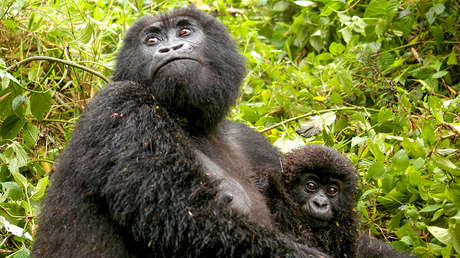 noticiaspuertosantacruz.com.ar - Imagen extraida de: https://www.rewild.org/press/new-research-shows-more-than-one-third-of-africas-great-apes-face-risks