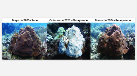 661e5941e9ff714b054741cd El blanqueamiento global de los corales: Una advertencia urgente de los mares