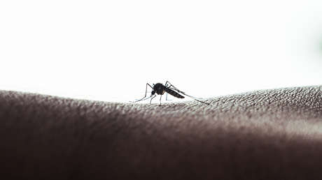 Crisis del dengue: América Latina en emergencia por el aumento de 50 % de casos en un mes