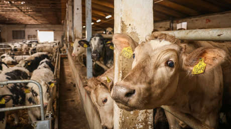 Alertan de gripe aviar de "concentración muy alta" en leche de vaca en EE.UU.