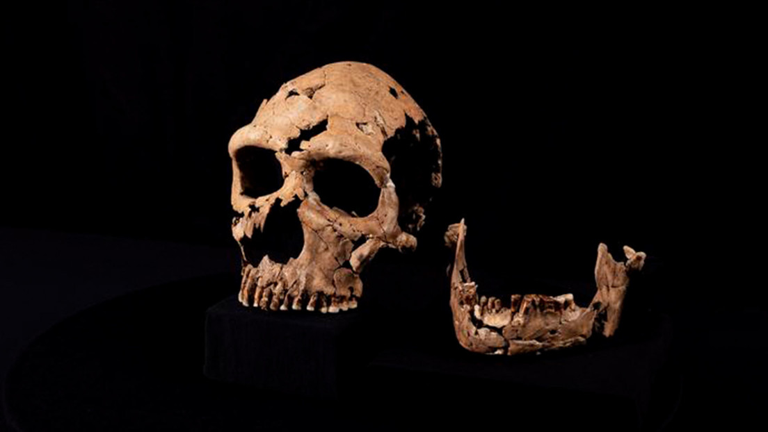 Restauran el rostro de una neandertal de hace 75.000 años, cuyo cráneo fue aplastado