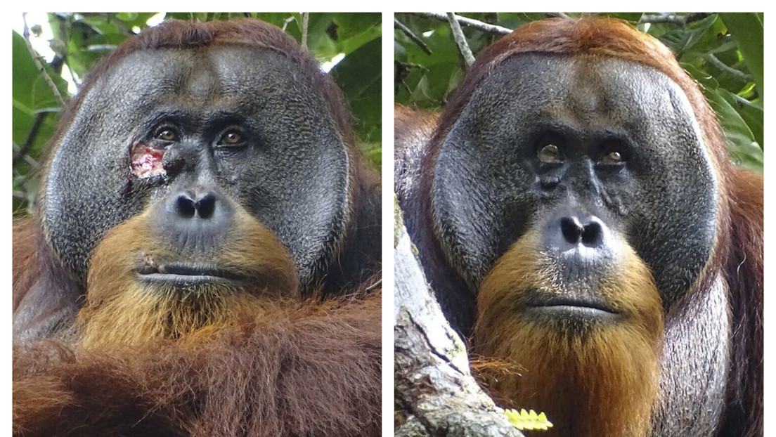 Descubren por primera vez a un orangután curarse con una planta medicinal