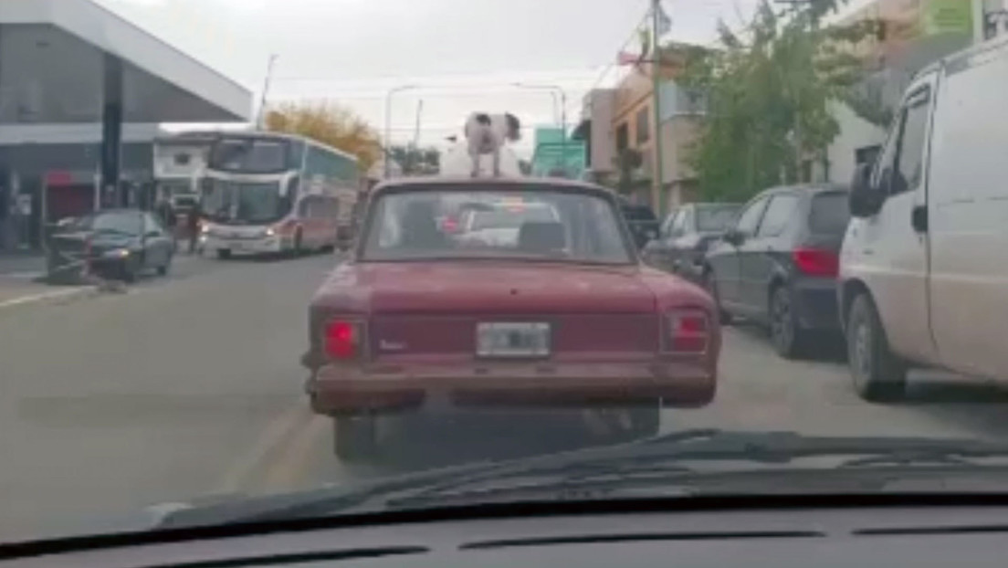 "Yo no lo obligo": Maneja con su perro sobre el techo del auto y causa conmoción