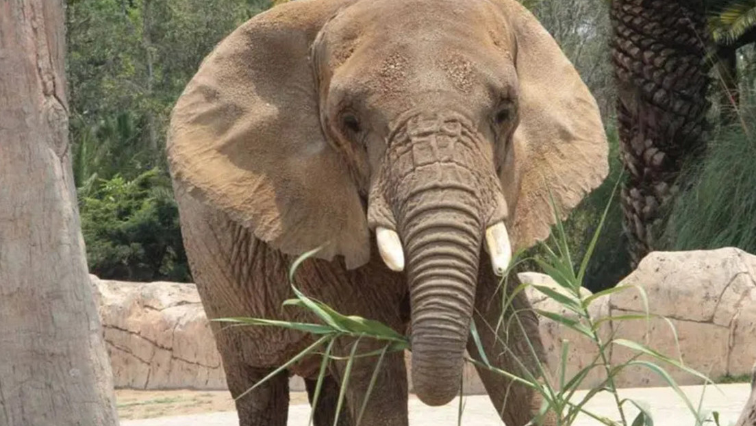La elefanta "más triste del mundo" gana amparo histórico en México