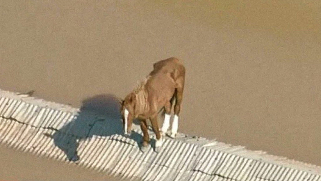 El conmovedor rescate de una yegua tras días varada en un tejado en Brasil