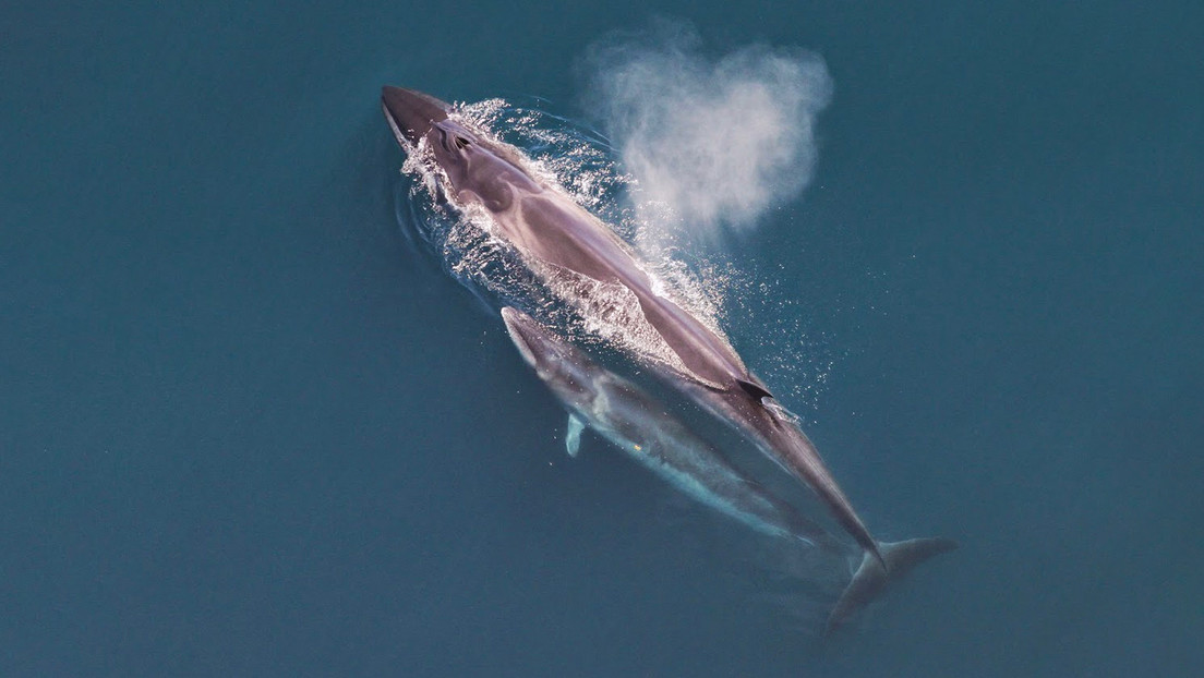 La ballena sei reaparece frente a las costas de Argentina tras casi un siglo