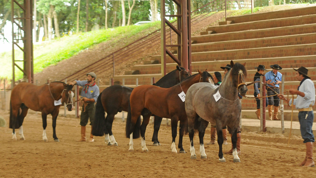 Las trágicas lluvias exponen el vínculo histórico del sur de Brasil con sus caballos