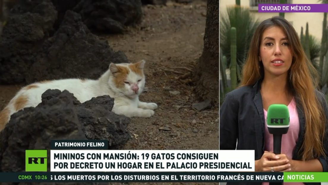 19 gatos consiguen por decreto un hogar en el Palacio Nacional de México