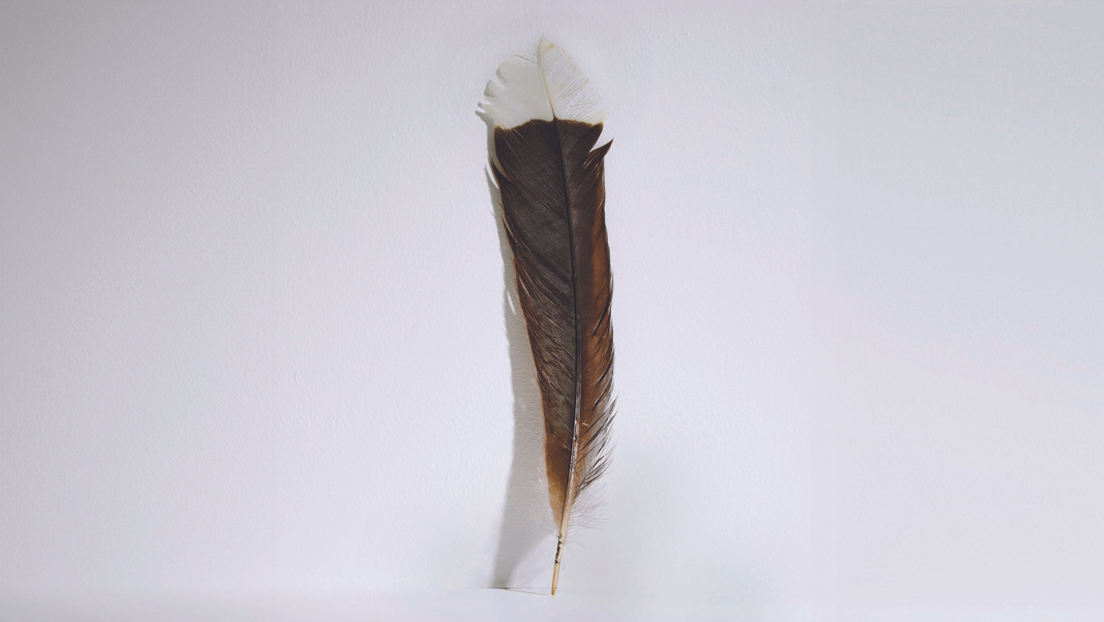 Más cara que el oro: Venden una pluma de un ave extinta por una cifra récord