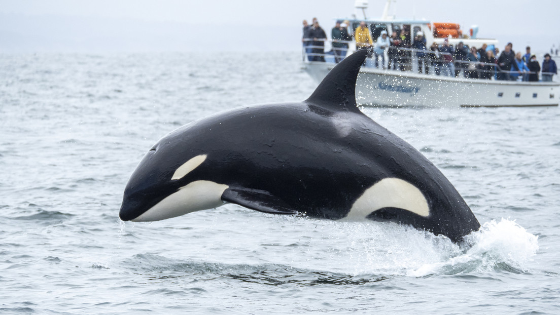 Se lanza sobre una orca en Nueva Zelanda y pasa esto