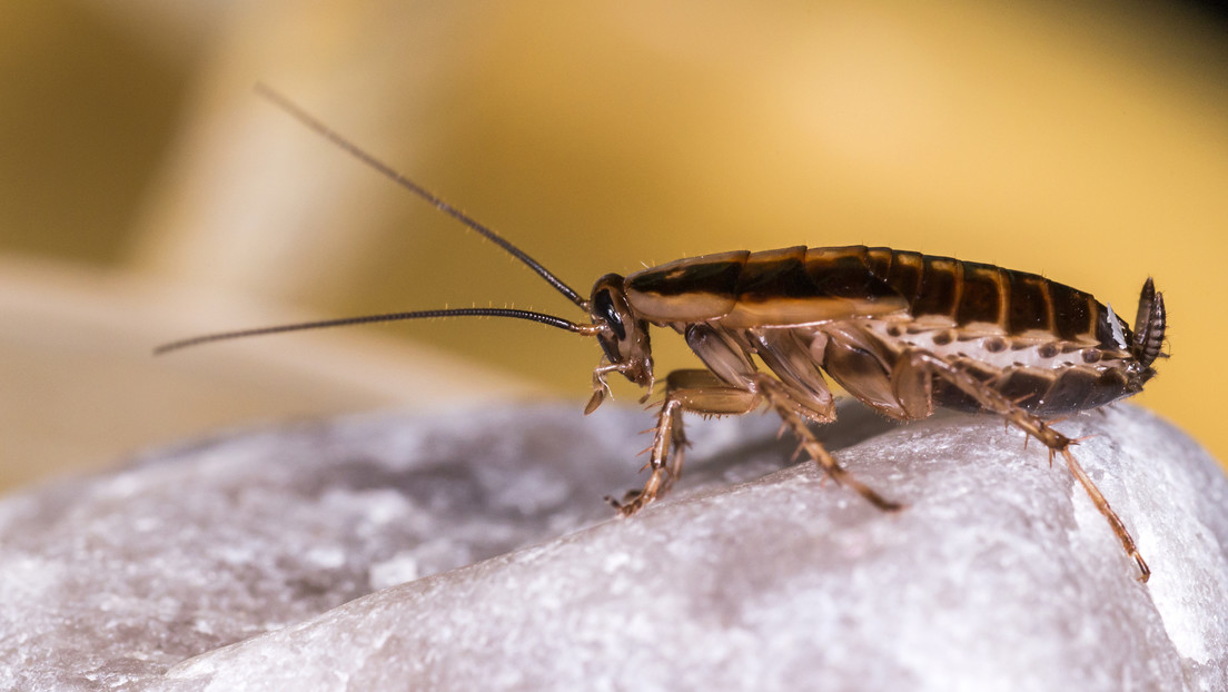 Logran resolver el misterio del origen y la propagación global de la cucaracha alemana