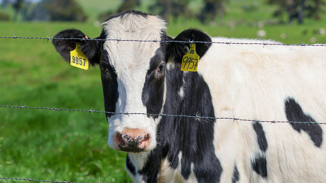 Detectan otro caso en humanos de gripe aviar transmitida por vacas: ¿motivo de preocupación?