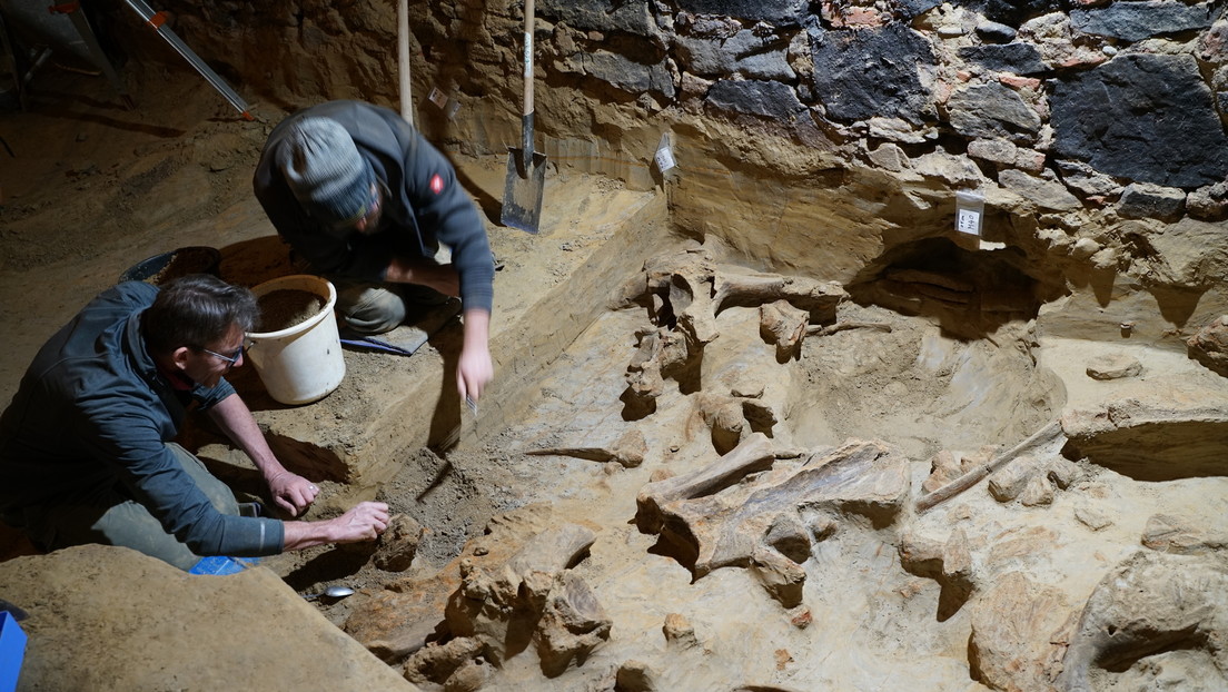 Vinicultor renueva su bodega y halla tres mamuts de la Edad de Piedra