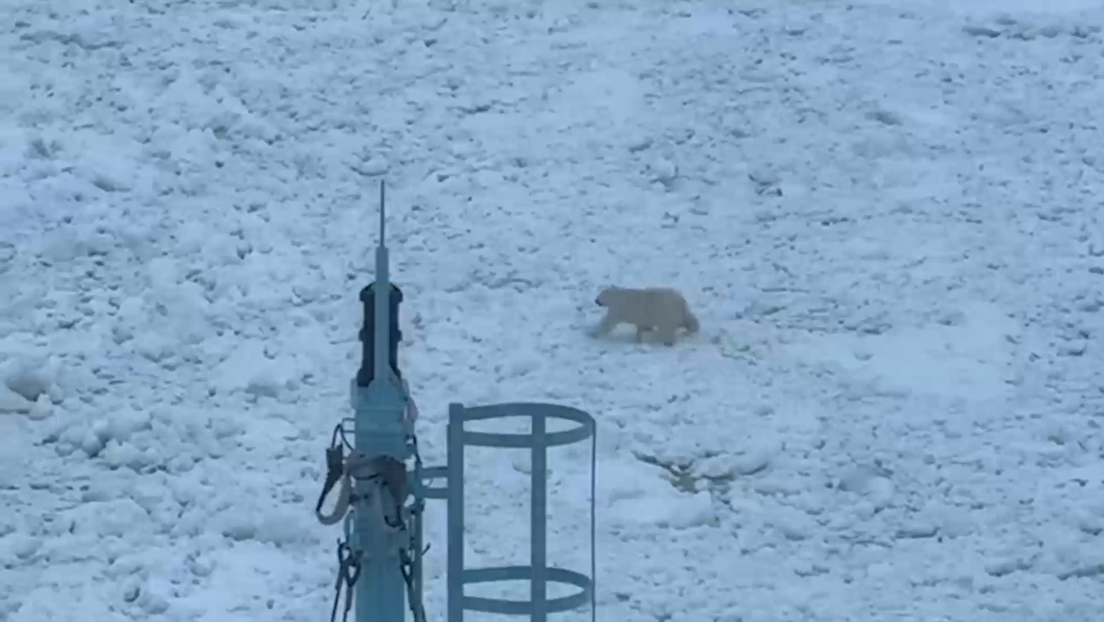 VIDEO: Un oso polar demuestra quién manda en el Ártico y obliga a parar a un rompehielos