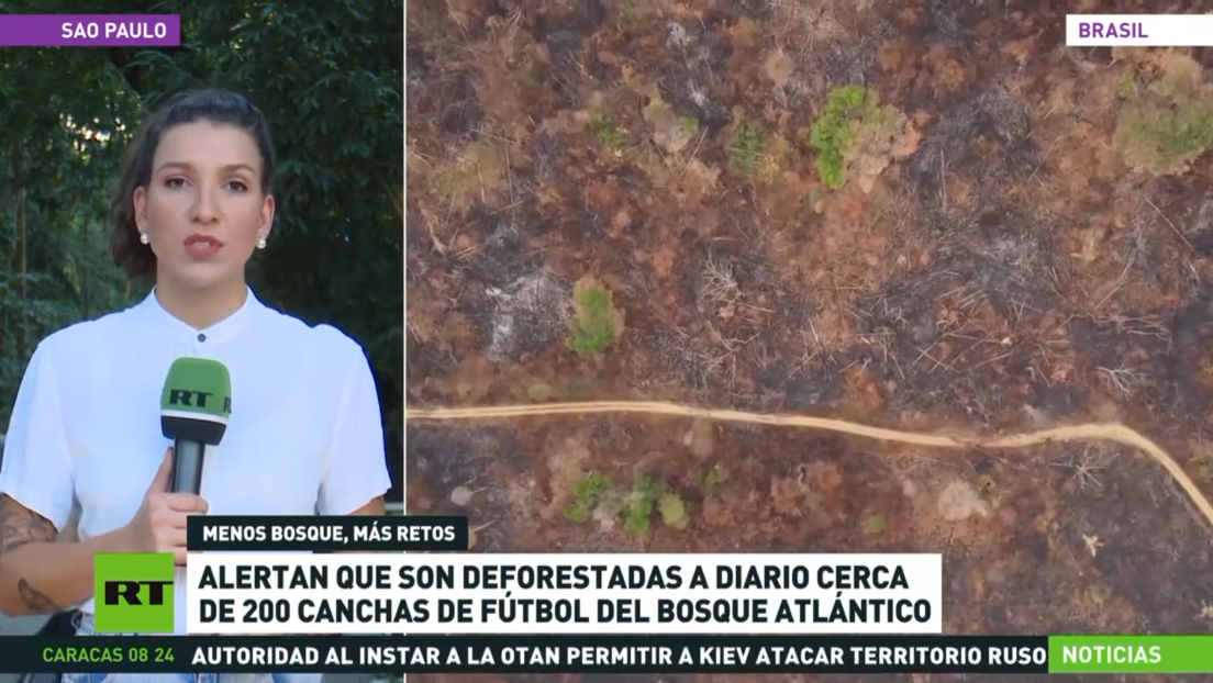 Alertan que son deforestadas cerca de 200 canchas de fútbol del bosque atlántico a diario