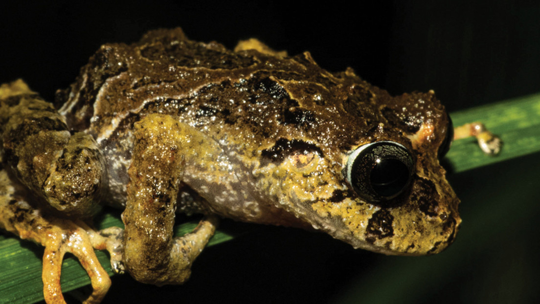 Descubren nueva especie de rana espinosa en las montañas de Ecuador