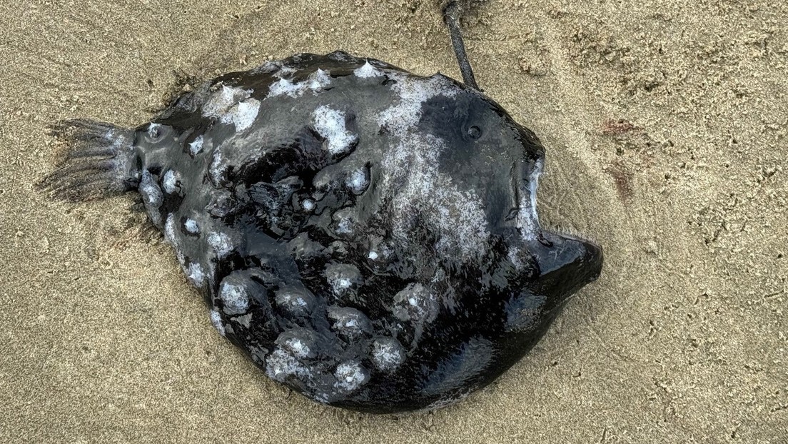 Un rarísimo y espeluznante pez abisal es hallado en una playa de EE.UU. (FOTOS)