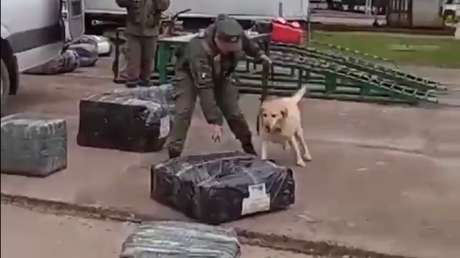 VIDEO: El olfato de una perra frustra envío de 100 kilos de droga en Argentina