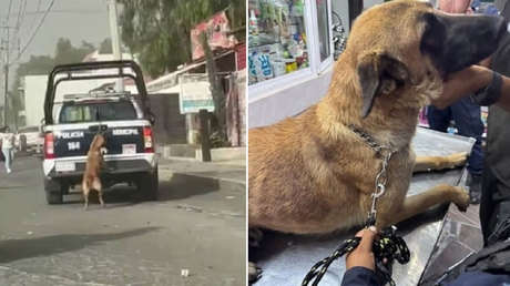 Acusan de maltrato a policías por video de patrulla halando a una perra