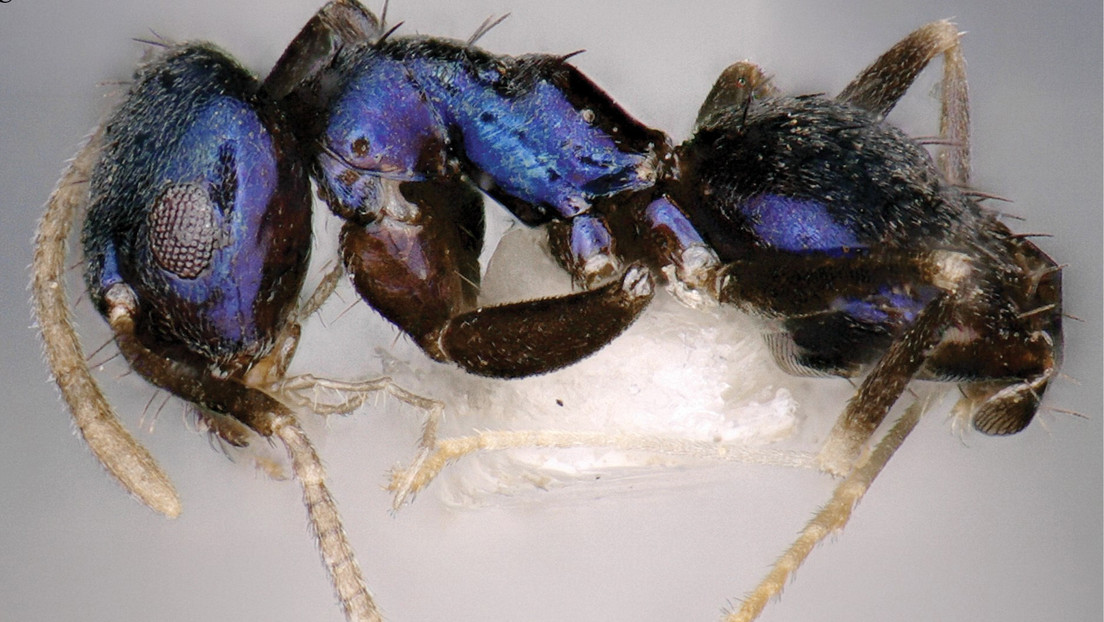 FOTO: Descubren una especie de hormiga azul