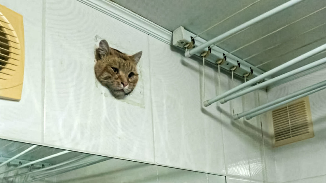 VIDEO: Gato queda atrapado en un conducto de ventilación y se convierte en meme