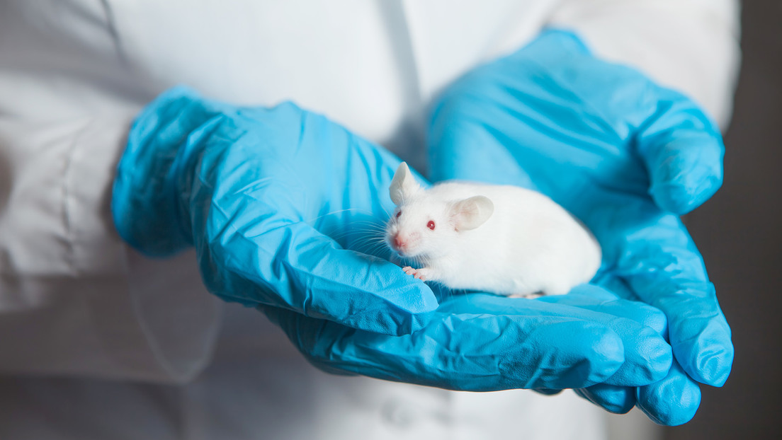 Vacuna rusa contra el cáncer funciona con éxito en ratones