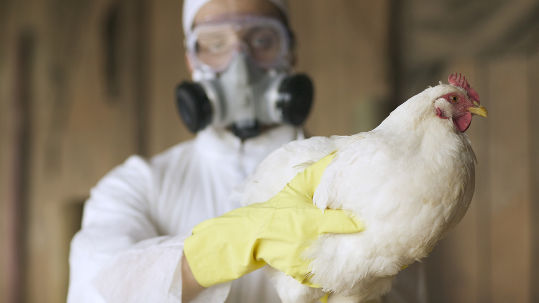 La OMS descarta que la muerte de un paciente en México se debiera a la gripe aviar H5N2