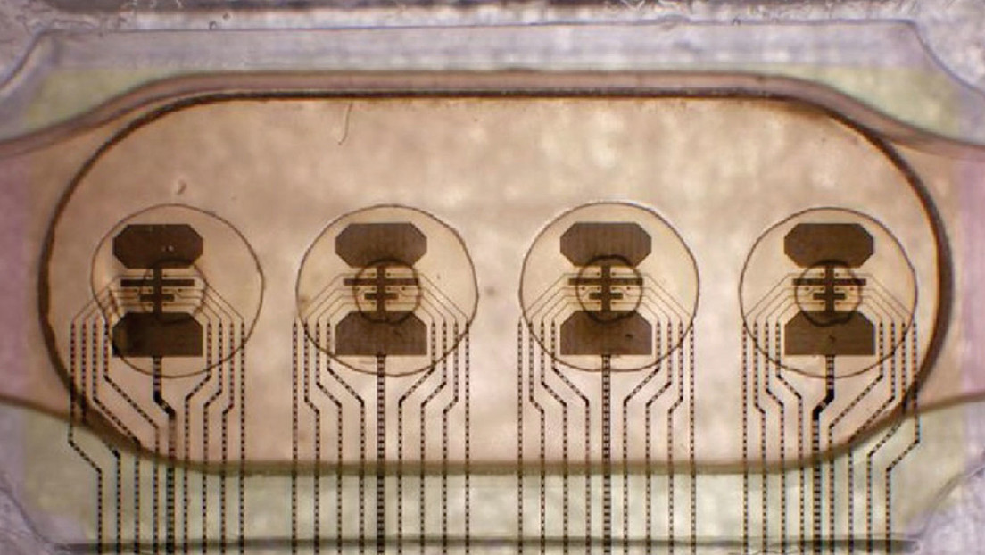 Conectan 16 minicerebros humanos para crear la primera 'biocomputadora' de bajo consumo de energía