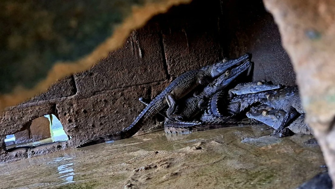 Los reptiles endémicos del Orinoco que Venezuela busca sacar del peligro de extinción