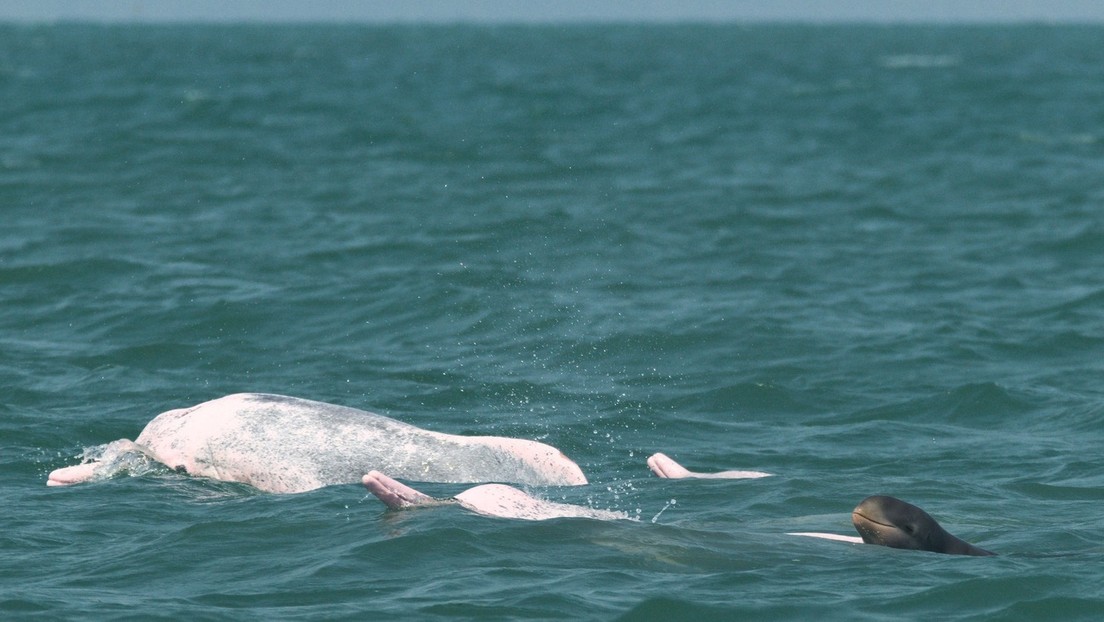 Captan una interacción "misteriosa" y "extremadamente inusual" entre dos especies de delfines