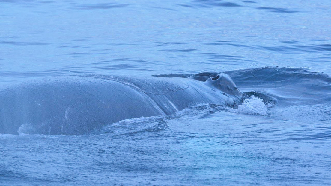 Final feliz: salvan en Rusia a la ballena jorobada que pasó días en redes de pesca