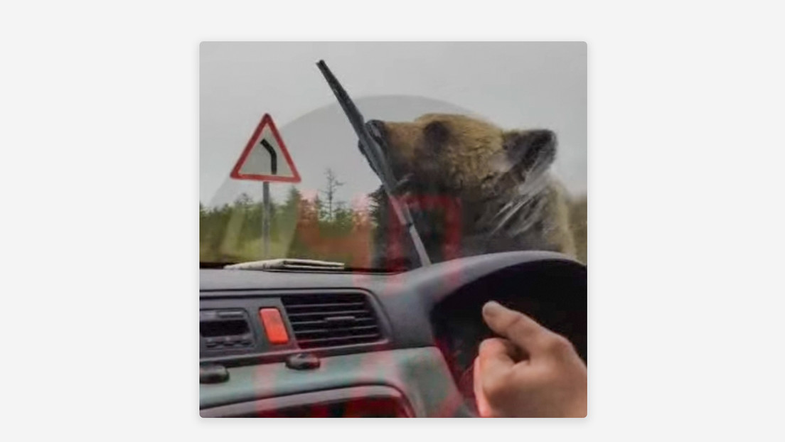 VIDEO: El angustioso momento en que un oso ataca un coche con gente dentro en Rusia