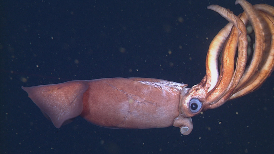 VIDEO: Descubren a una madre calamar de aguas profundas incubando y se llevan una sorpresa