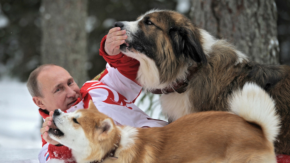 Perros, caballos y una cabra: qué animales ha recibido de regalo Putin