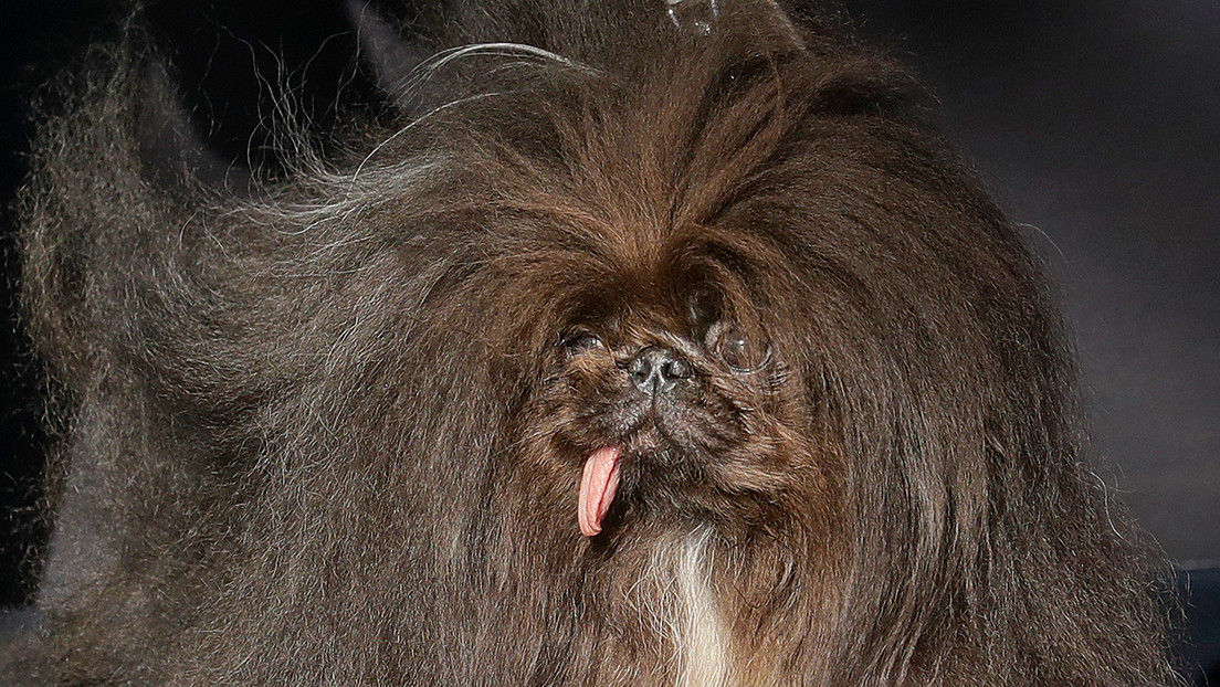 Un pequinés se corona como "el perro más feo del mundo"