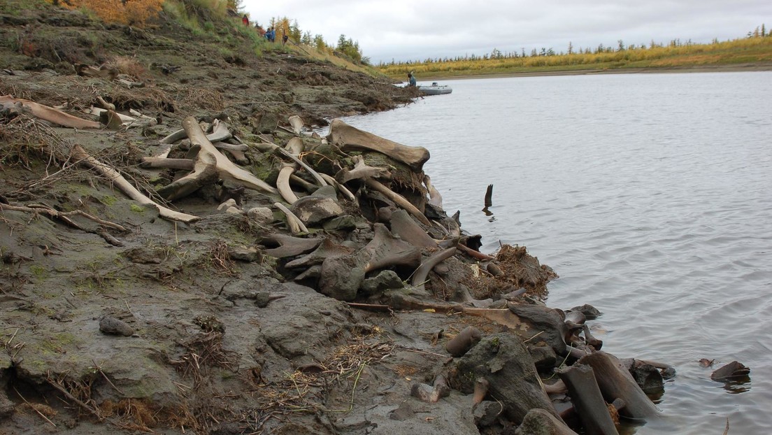 Desvelan el misterio de un cementerio de mamuts en Siberia