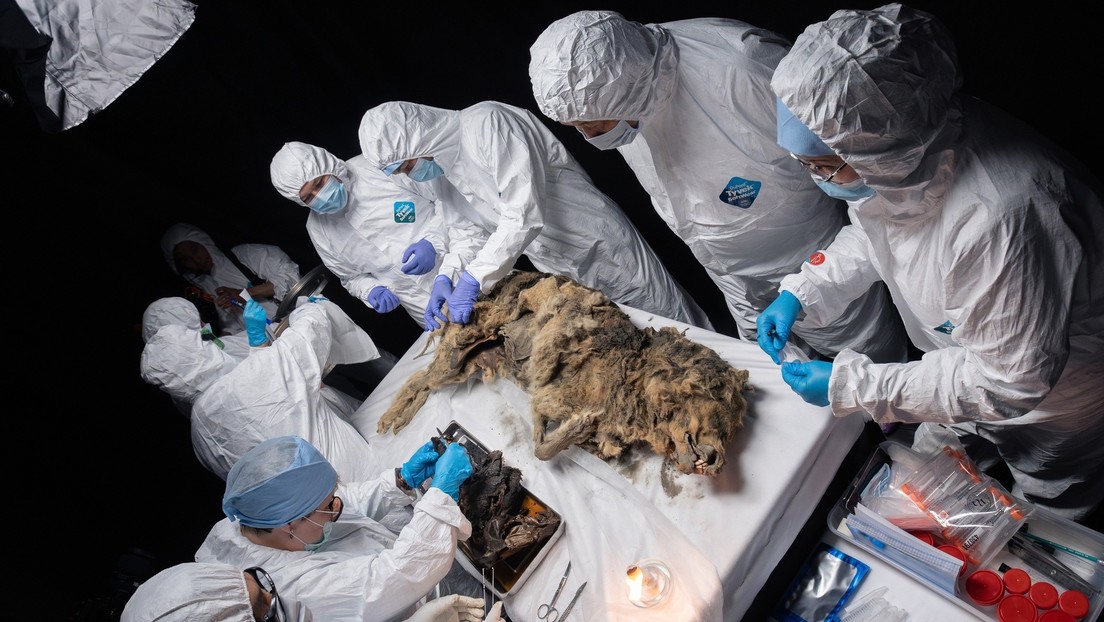 Examinan en Rusia un lobo momificado de más de 40.000 años: ¿qué secretos revelará?