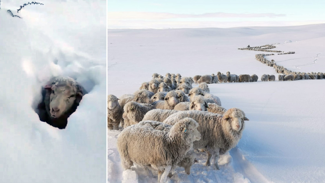 Fuertes nevadas en la Patagonia cubren los animales por completo (VIDEO)