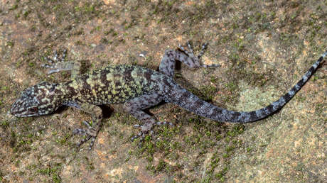 Fuertes garras, ojos rojos y 'púas': Descubren nueva especie de geco en la India