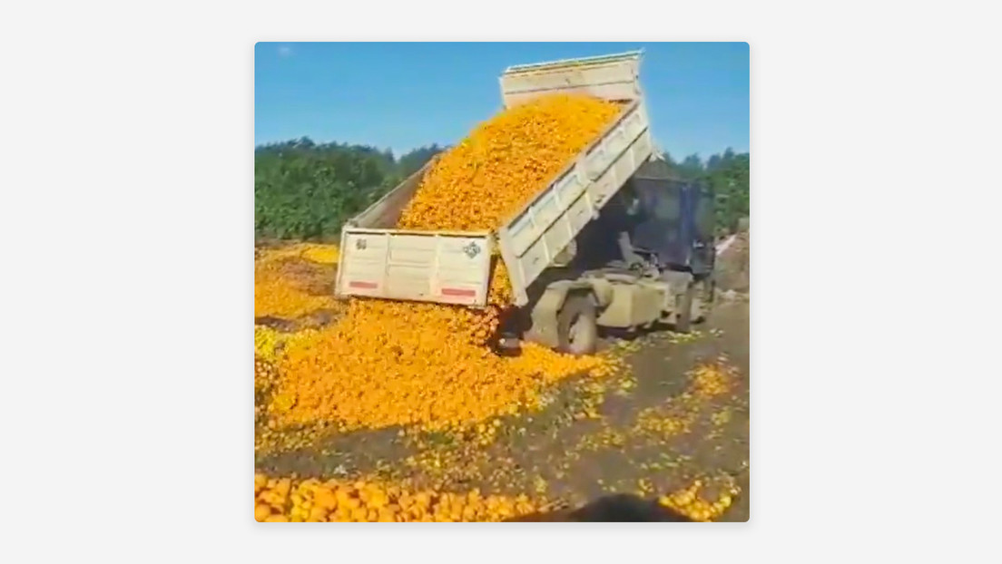 Botan a la basura cientos de toneladas de mandarinas en Argentina, ¿por qué?