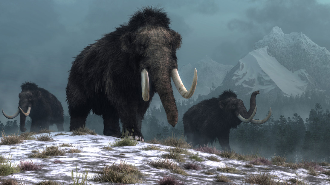 Nuevo estudio echa por tierra las explicaciones sobre la extinción de los mamuts lanudos