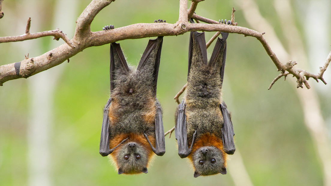 Descubren qué tienen en común los murciélagos y los humanos