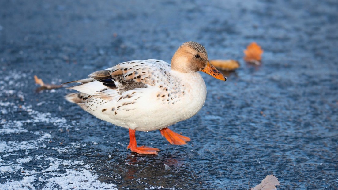 VIDEO: Despega a un pato que quedó adherido a una superficie congelada en Argentina