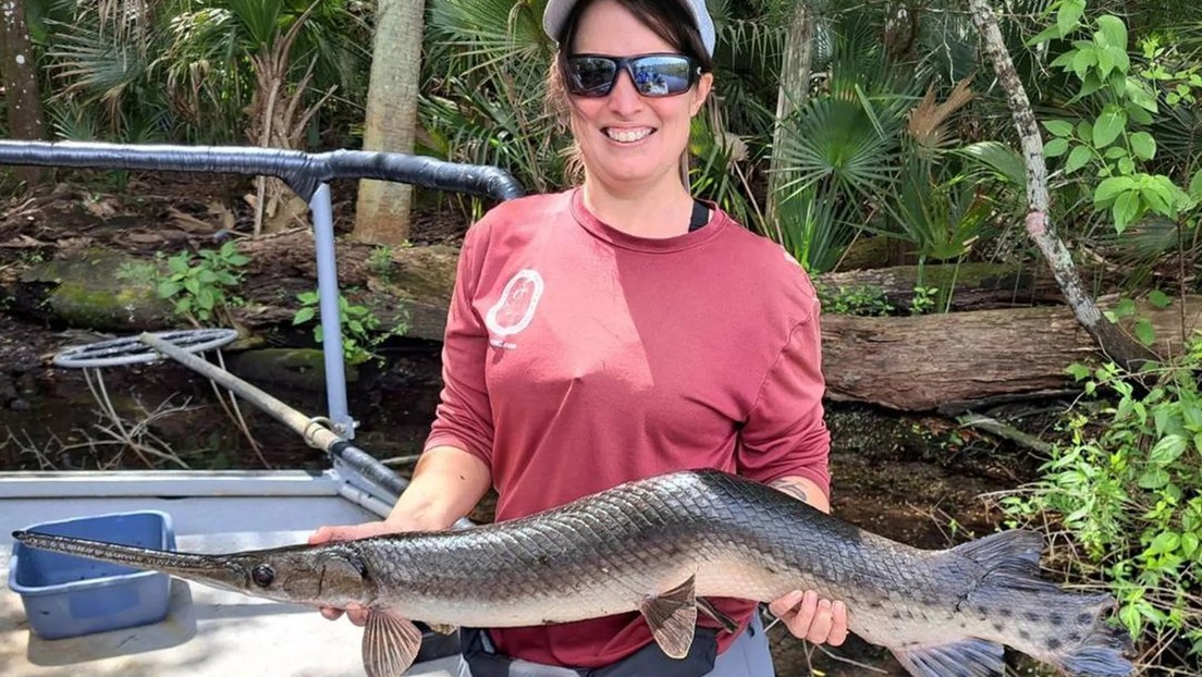 Hallan un raro pez 'jorobado' en manantiales de Florida